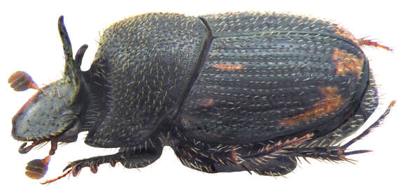 Image of Onthophagus troglodyta (Wiedemann 1823)