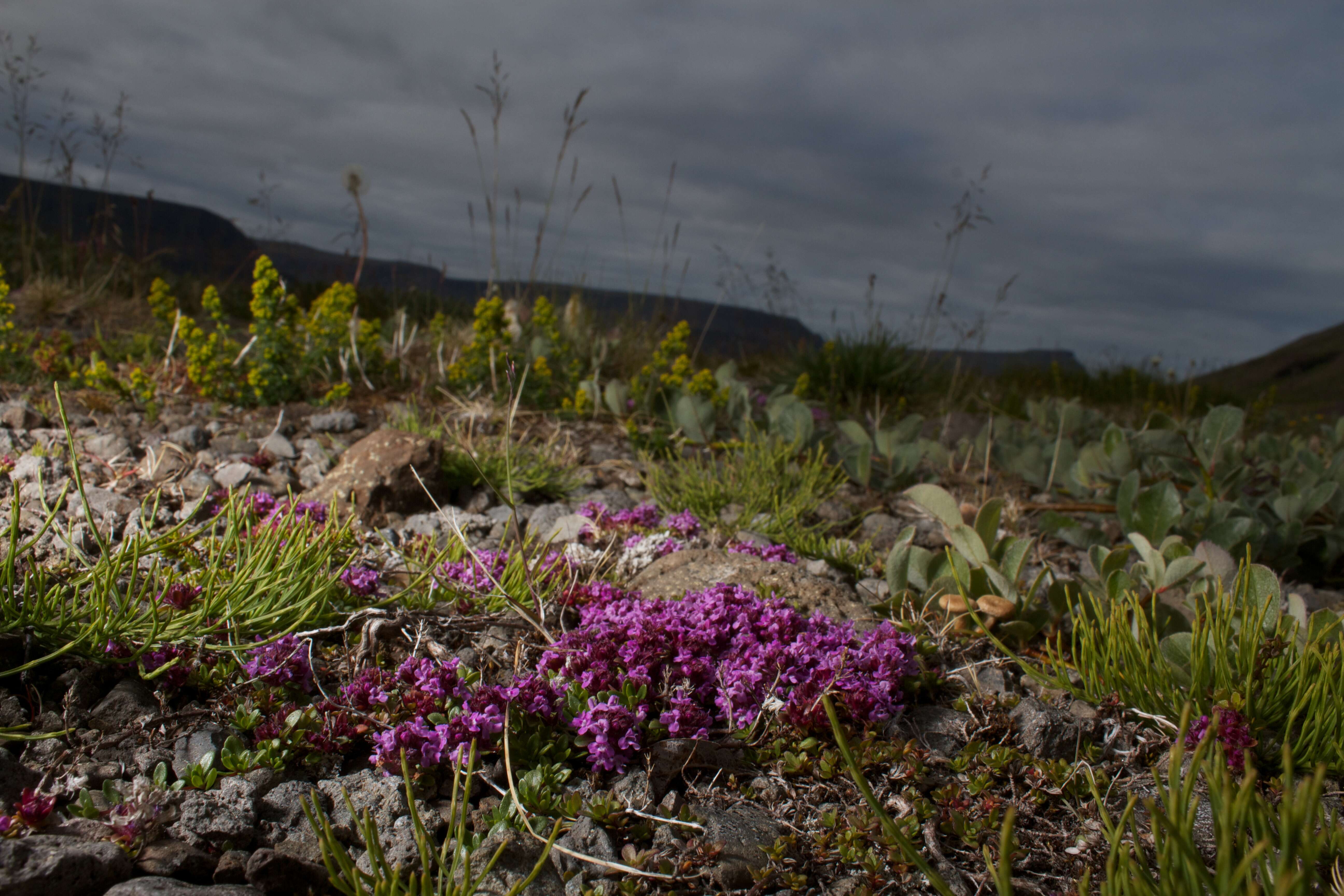 Image of purple mountain saxifrage