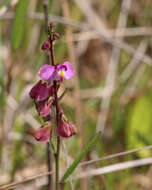 Image of showy milkwort