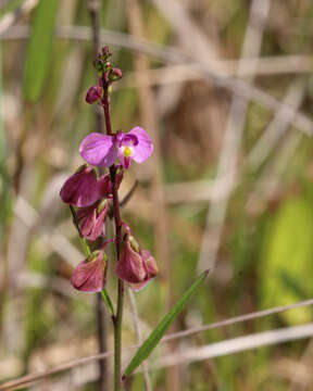 Image of showy milkwort