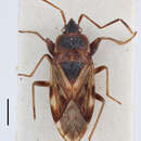 Image of Eremocoris africanus Slater 1964