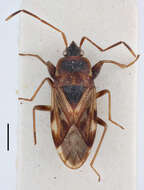 صورة Eremocoris africanus Slater 1964