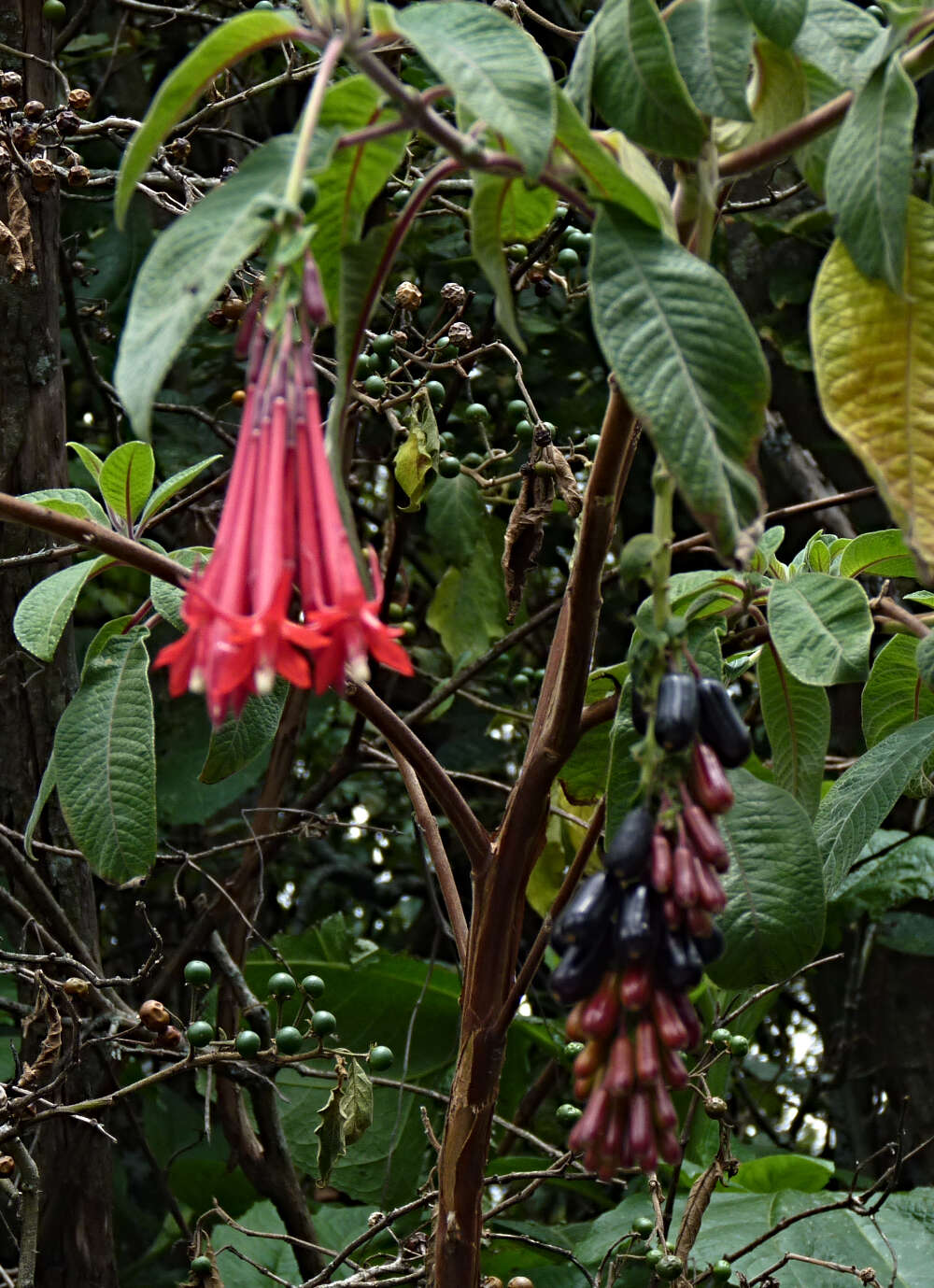 Image of Bolivian fuchsia