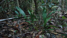 Image of Koellensteinia spiralis Gomes Ferreira & L. C. Menezes