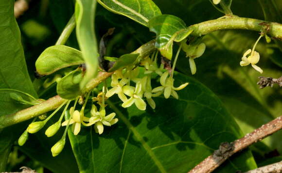 Image of Phyllanthus hohenackeri Müll. Arg.