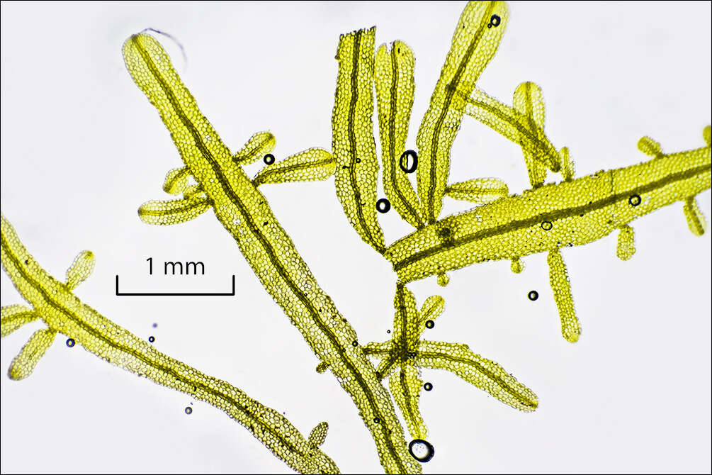 Image of Metzgeria furcata (L.) Corda