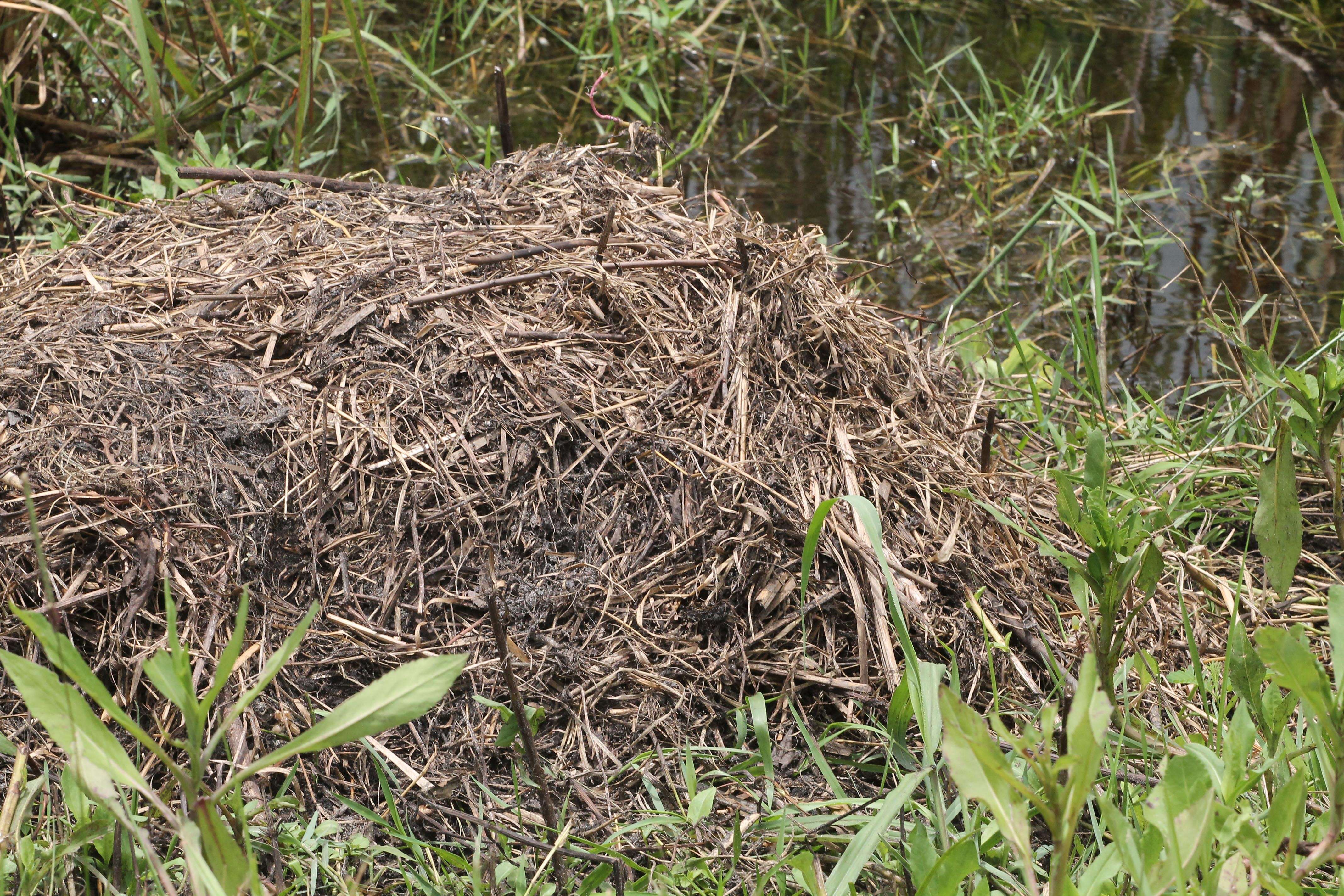 Image of American alligator