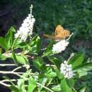 Image de Clethra fargesii Franch.