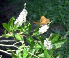 Image de Clethra fargesii Franch.