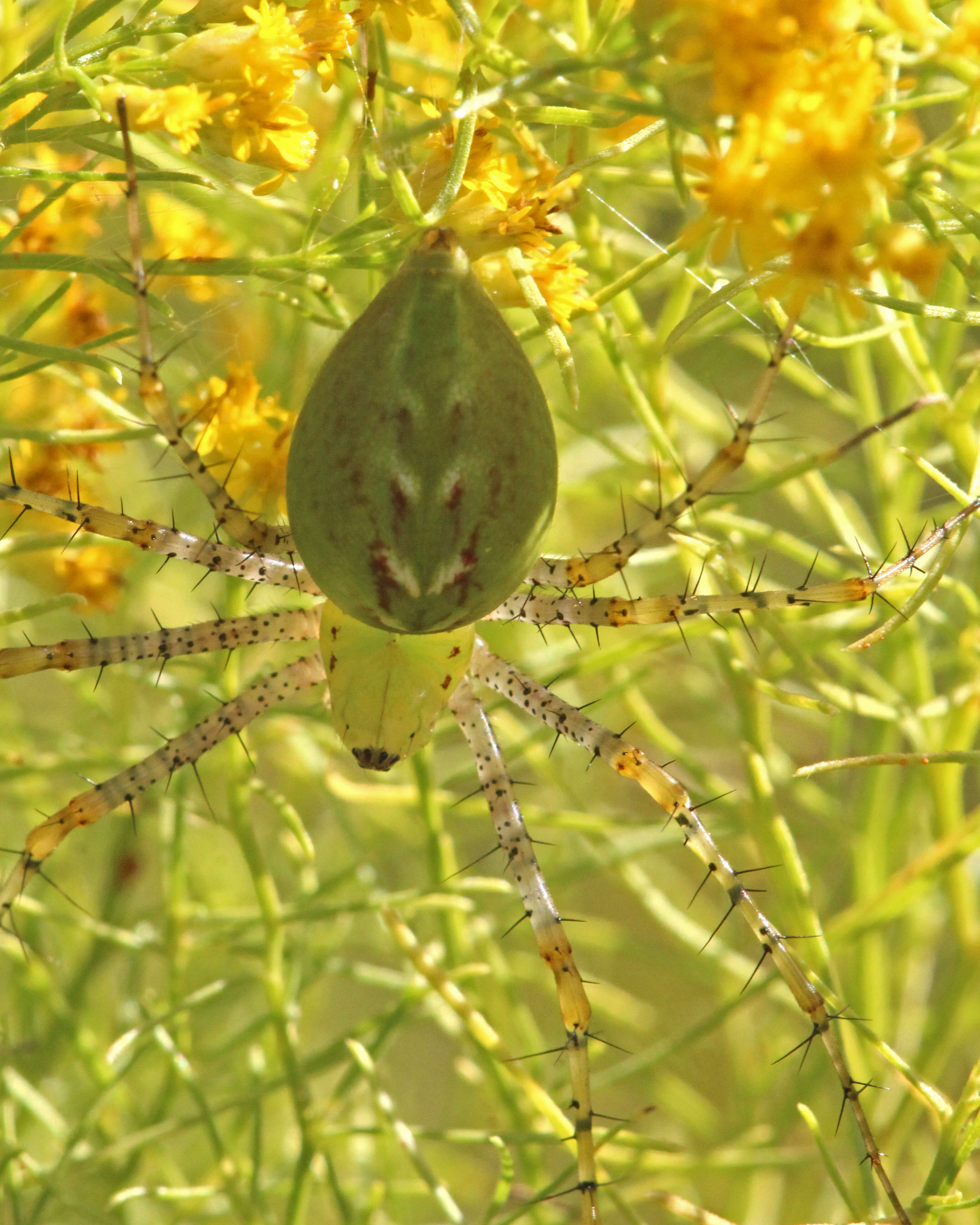 Image of Peucetia