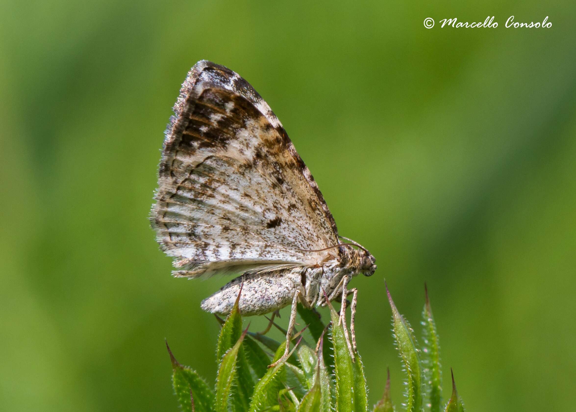 Image of common carpet