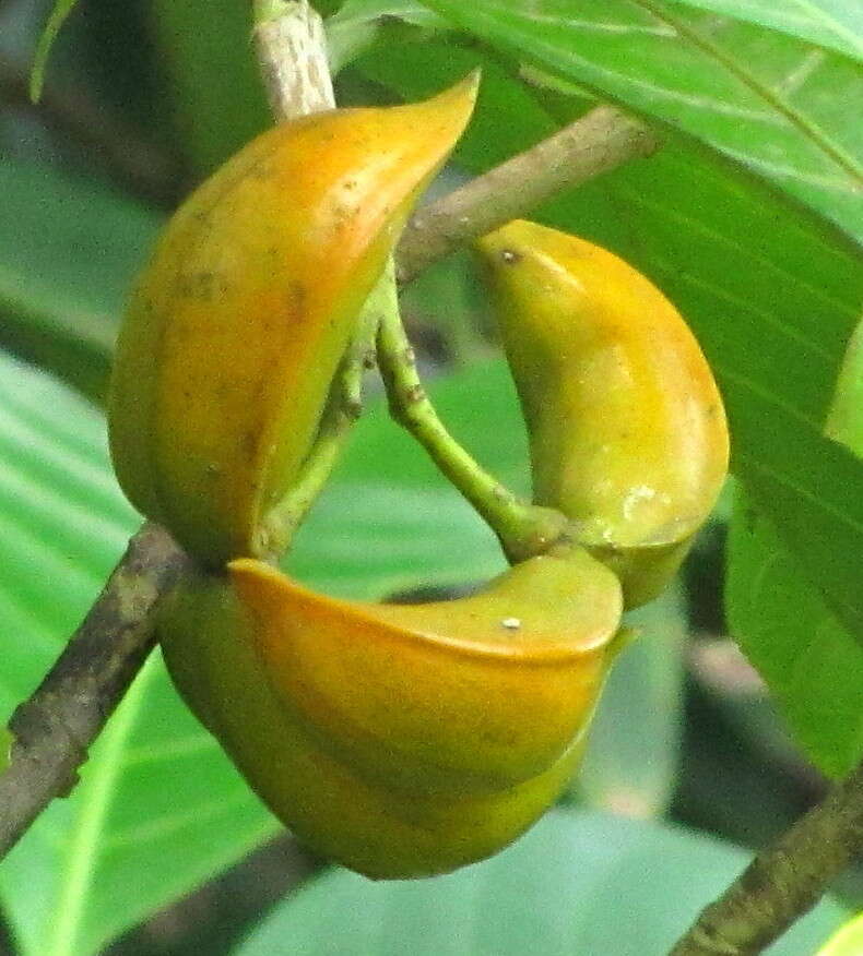 Image de Tabernaemontana alternifolia L.