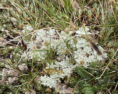 Image of Argyrotegium nitidulum (Hook. fil.) J. M. Ward & Breitw.