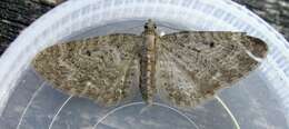 Eupithecia subfuscata Haworth 1890 resmi