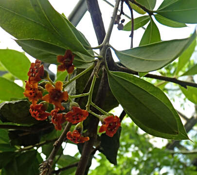 Image of Bonellia macrocarpa (Cav.) B. Ståhl & Källersjö