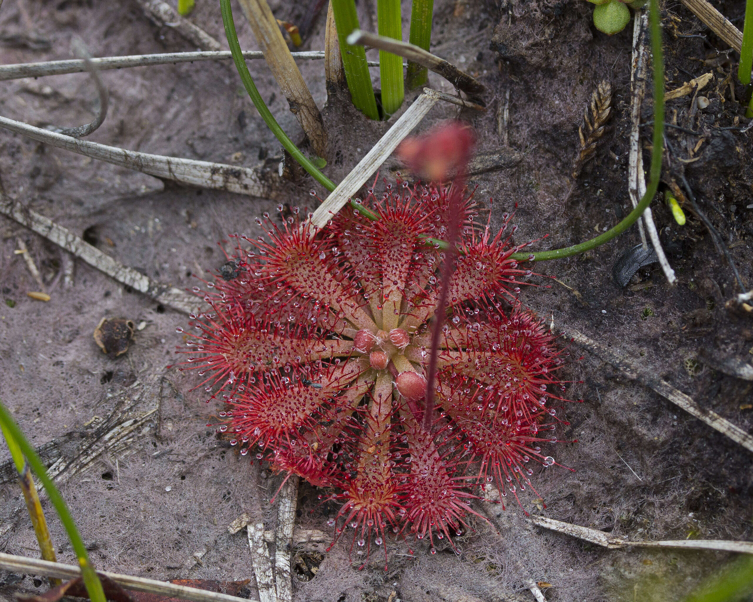 Image of spoonleaf sundew