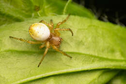 Image of Six-spotted Yellow Orbweaver