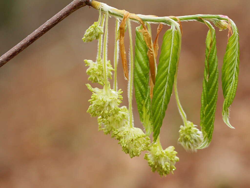 Слика од Fagus grandifolia Ehrh.