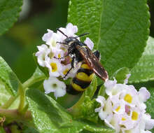 Image of Dielis trifasciata (Fabricius 1793)