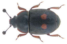 Imagem de Nitidula bipunctata (Linnaeus 1758)