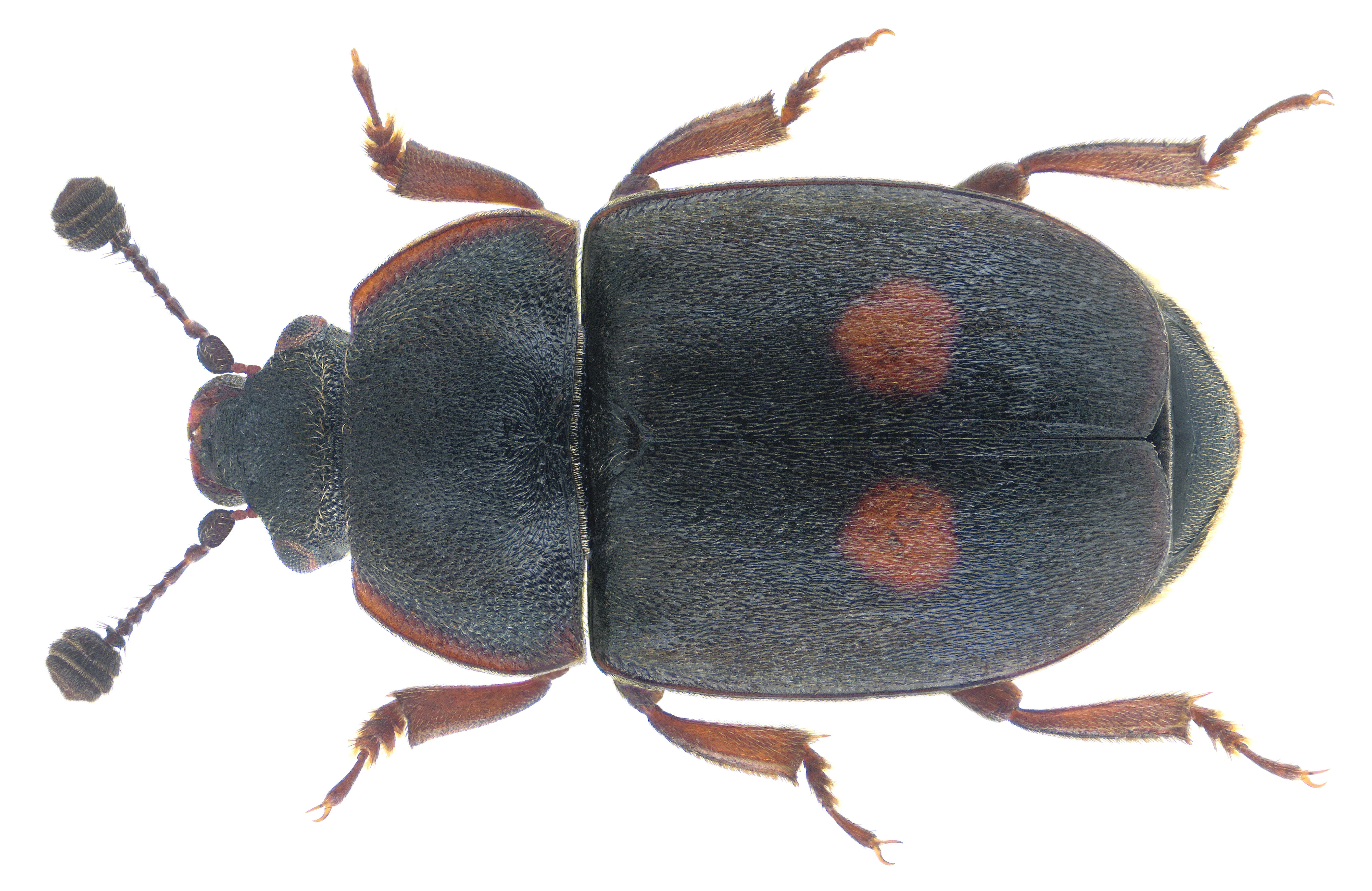 Imagem de Nitidula bipunctata (Linnaeus 1758)