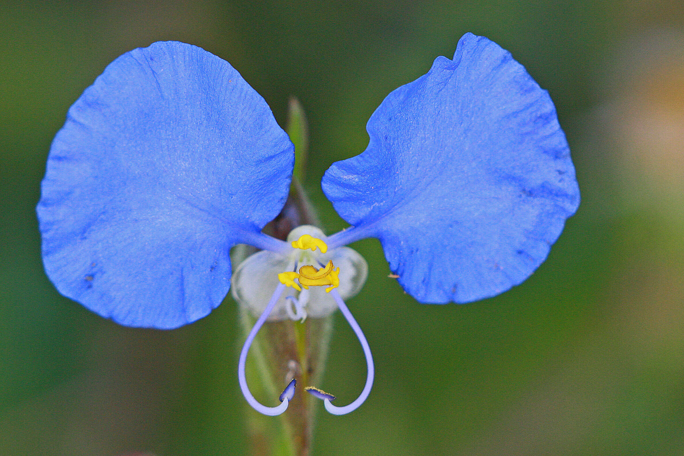 Image of Blousel Blommetjie