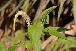 Image of lizard's tail