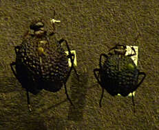 Image of Desert Spider Beetles