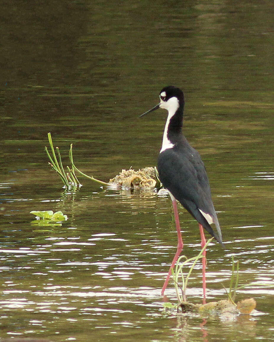 Image of Black-necked Stilt