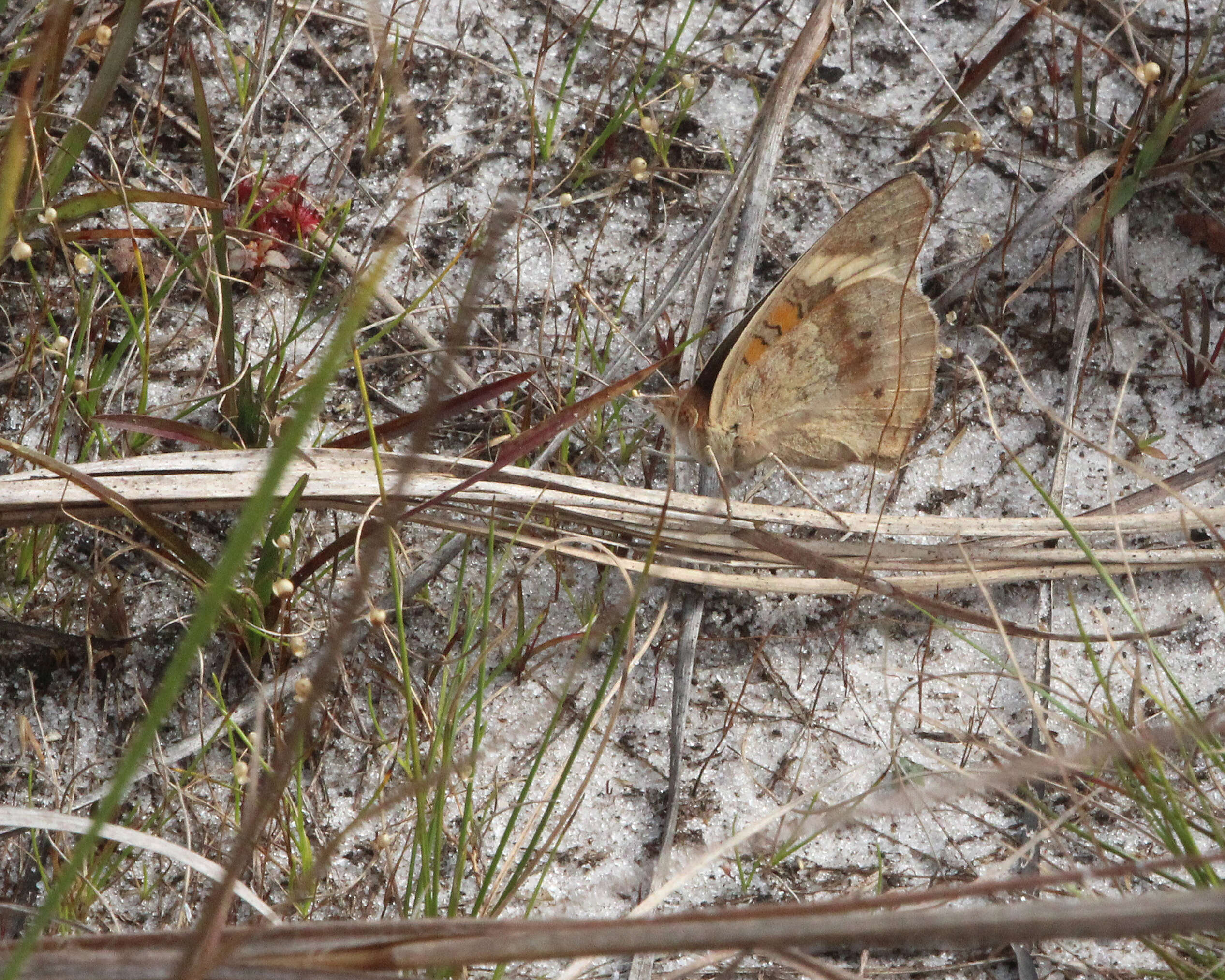 Image of Common buckeye