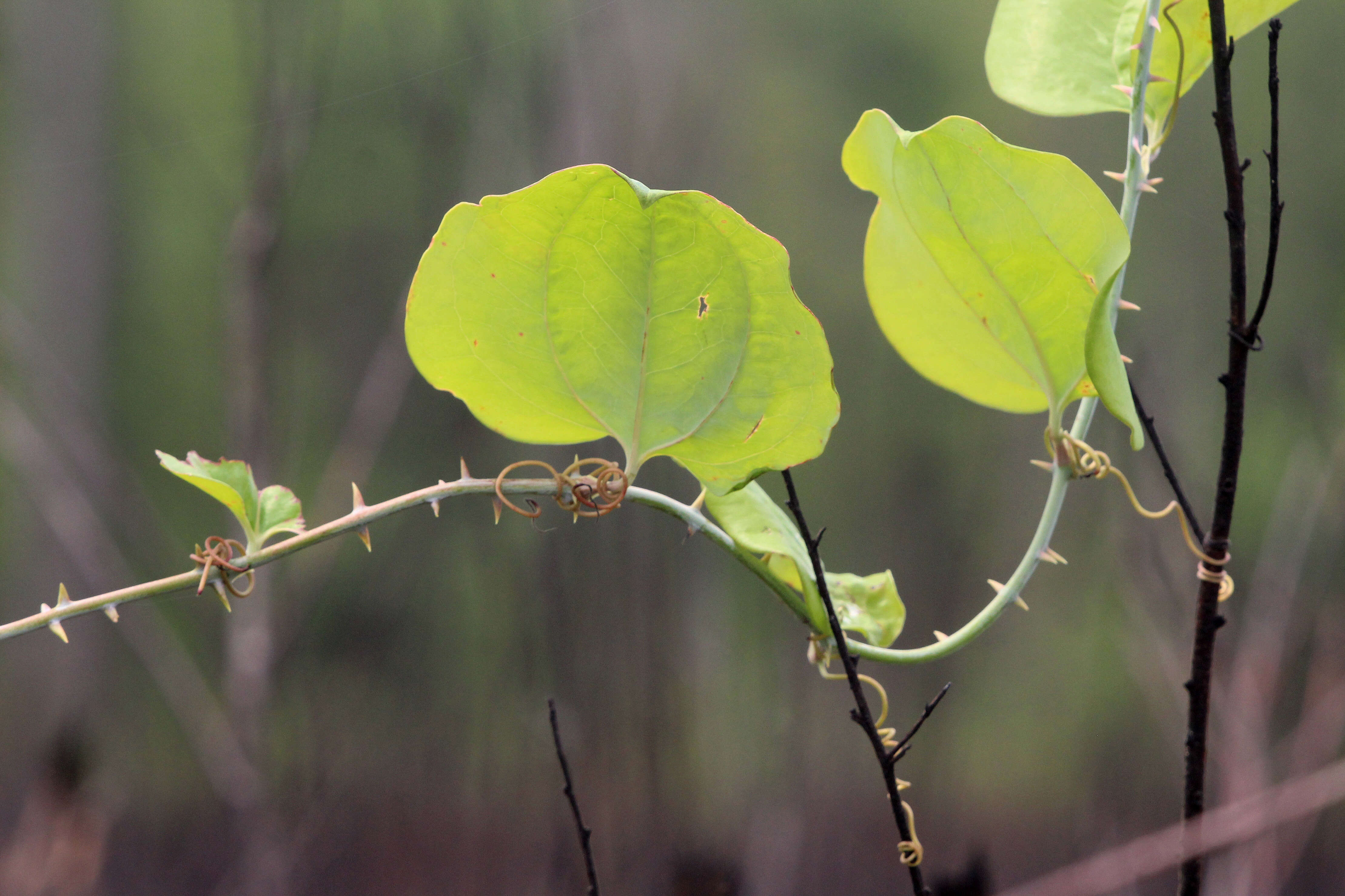 Smilax bona-nox L. resmi