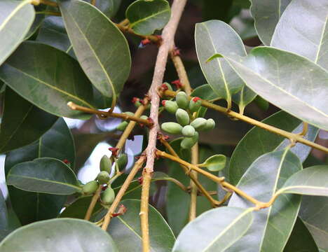 Plancia ëd Olea dioica Roxb.