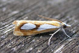 صورة Catoptria pinella Linnaeus 1758