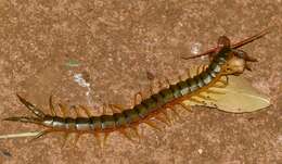 Image de Scolopendra morsitans Linnaeus 1758