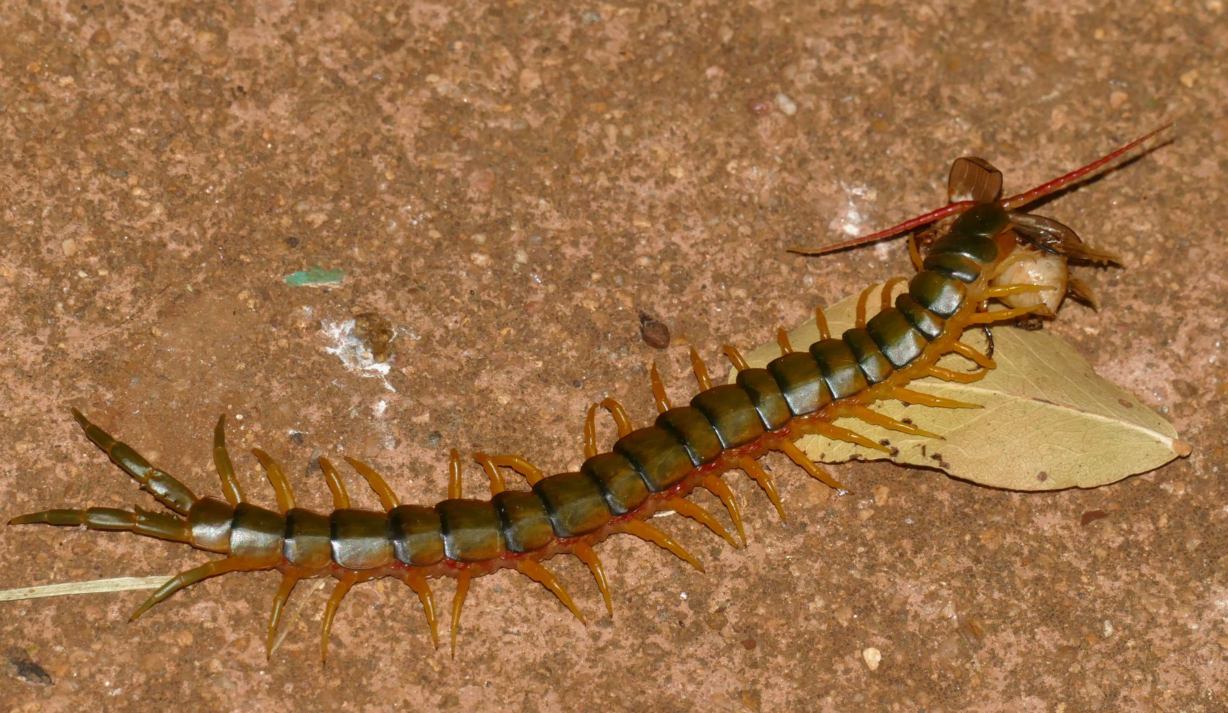 Image of red-headed centipede