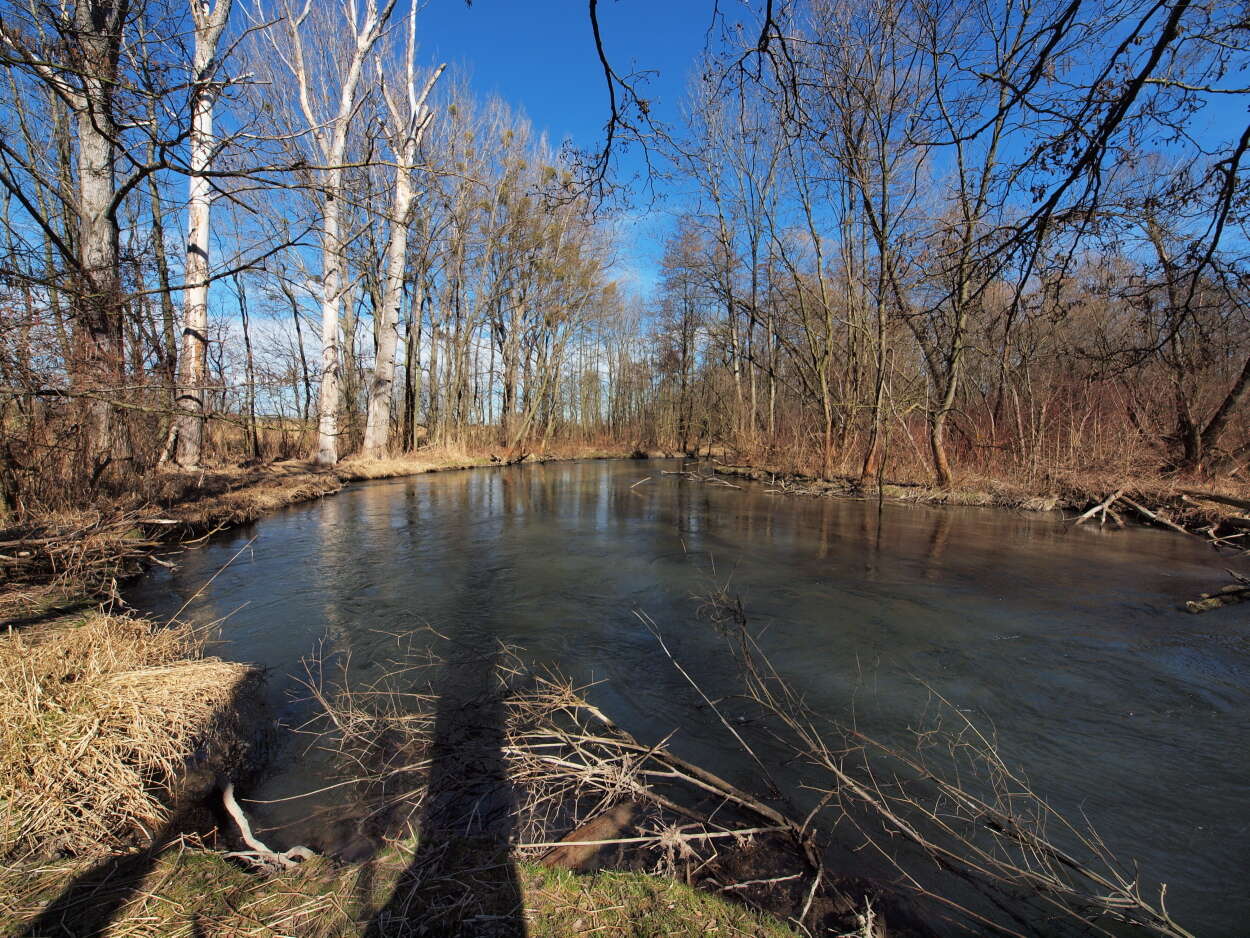 Image of European alder