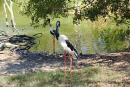 Image of Black-necked Stork