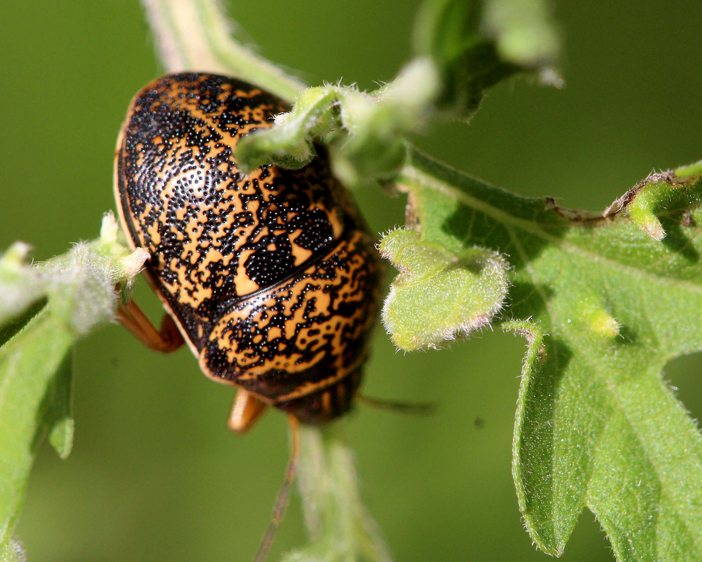 Image of Orsilochides guttata (Herrich-Schaeffer 1839)