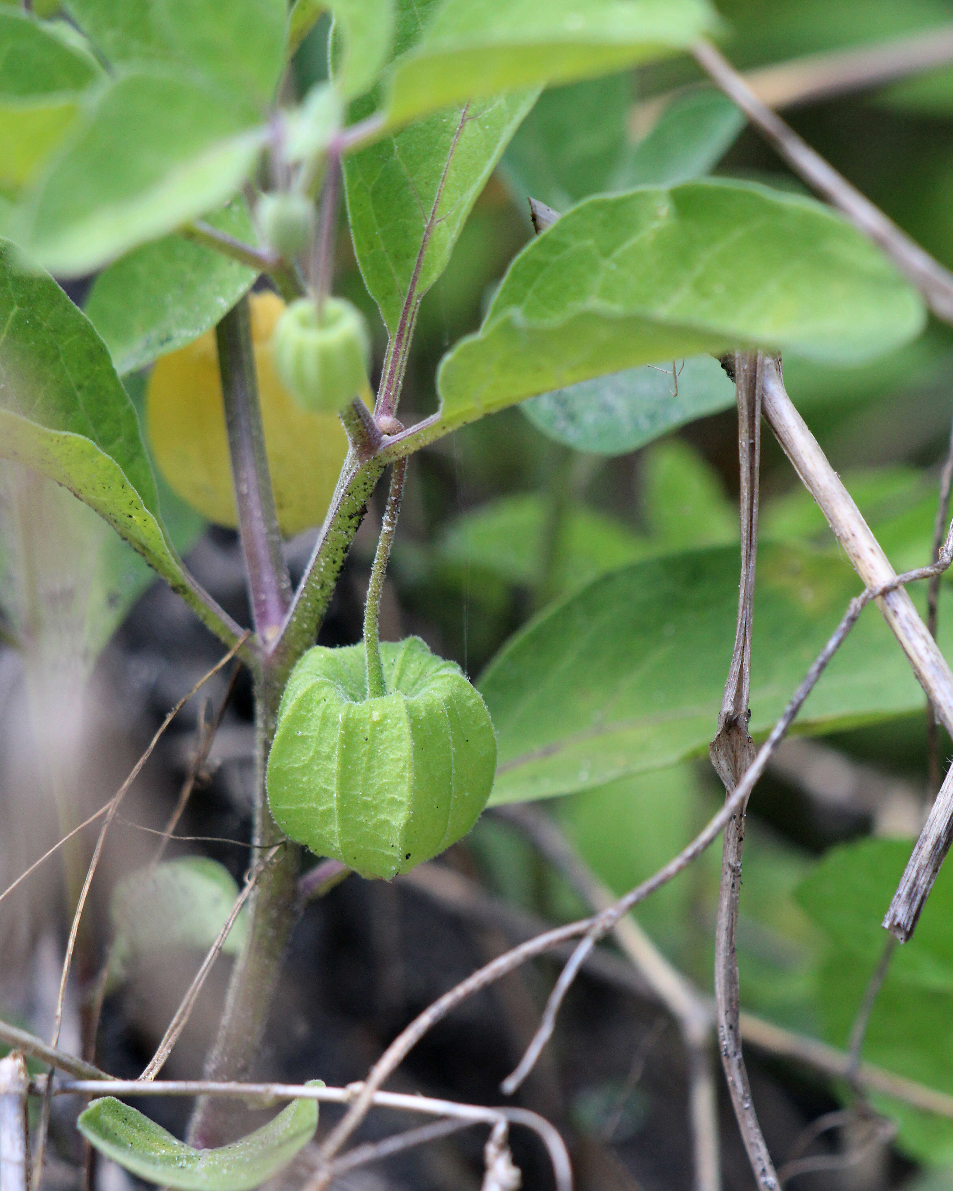 Image of Walter's groundcherry