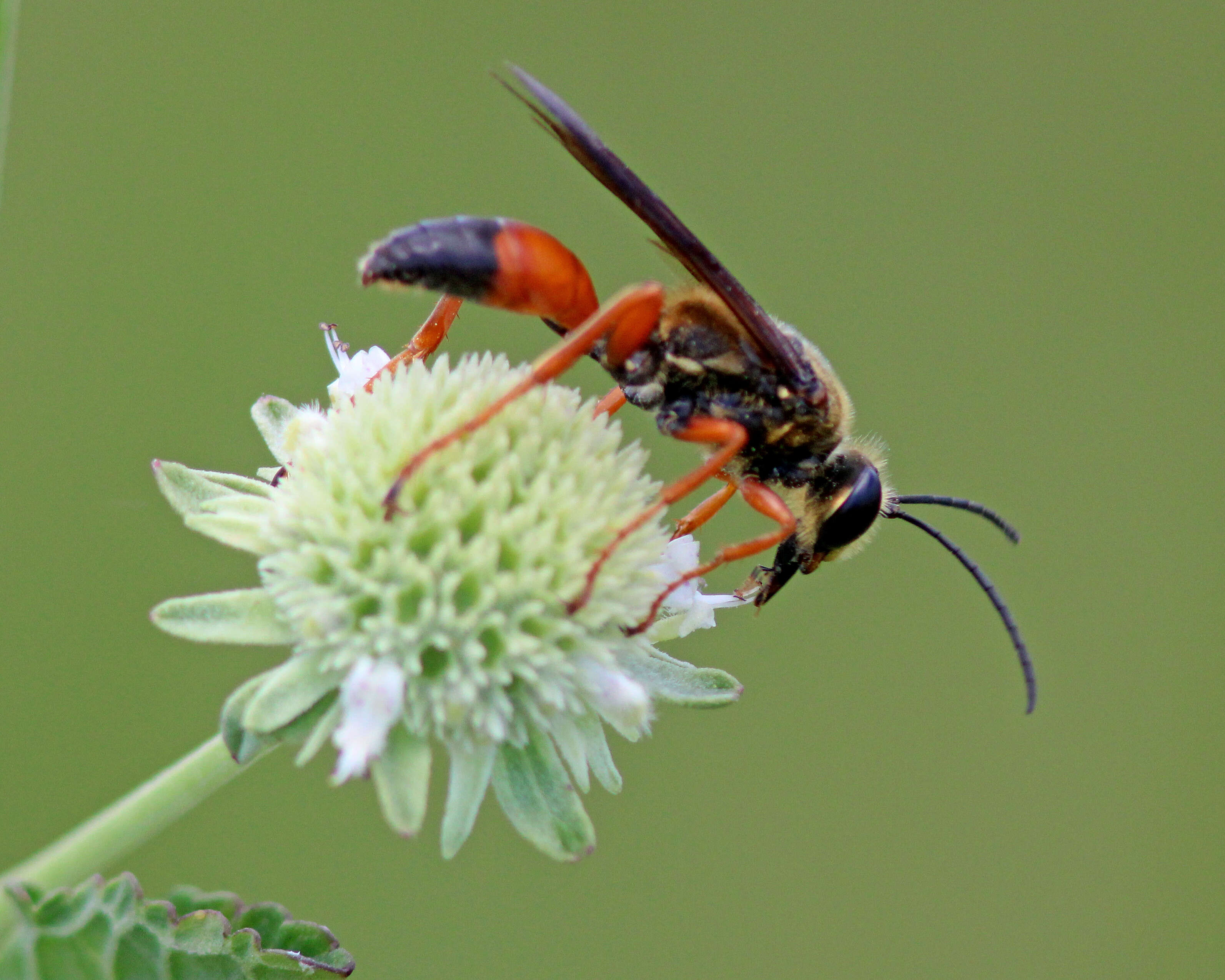 Image of Great Golden Digger Wasp