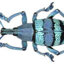 Image of Eupholus amalulu Porion 1993