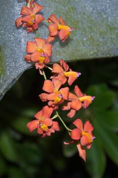 Image of Oncidium noezlianum (Mast.) M. W. Chase & N. H. Williams