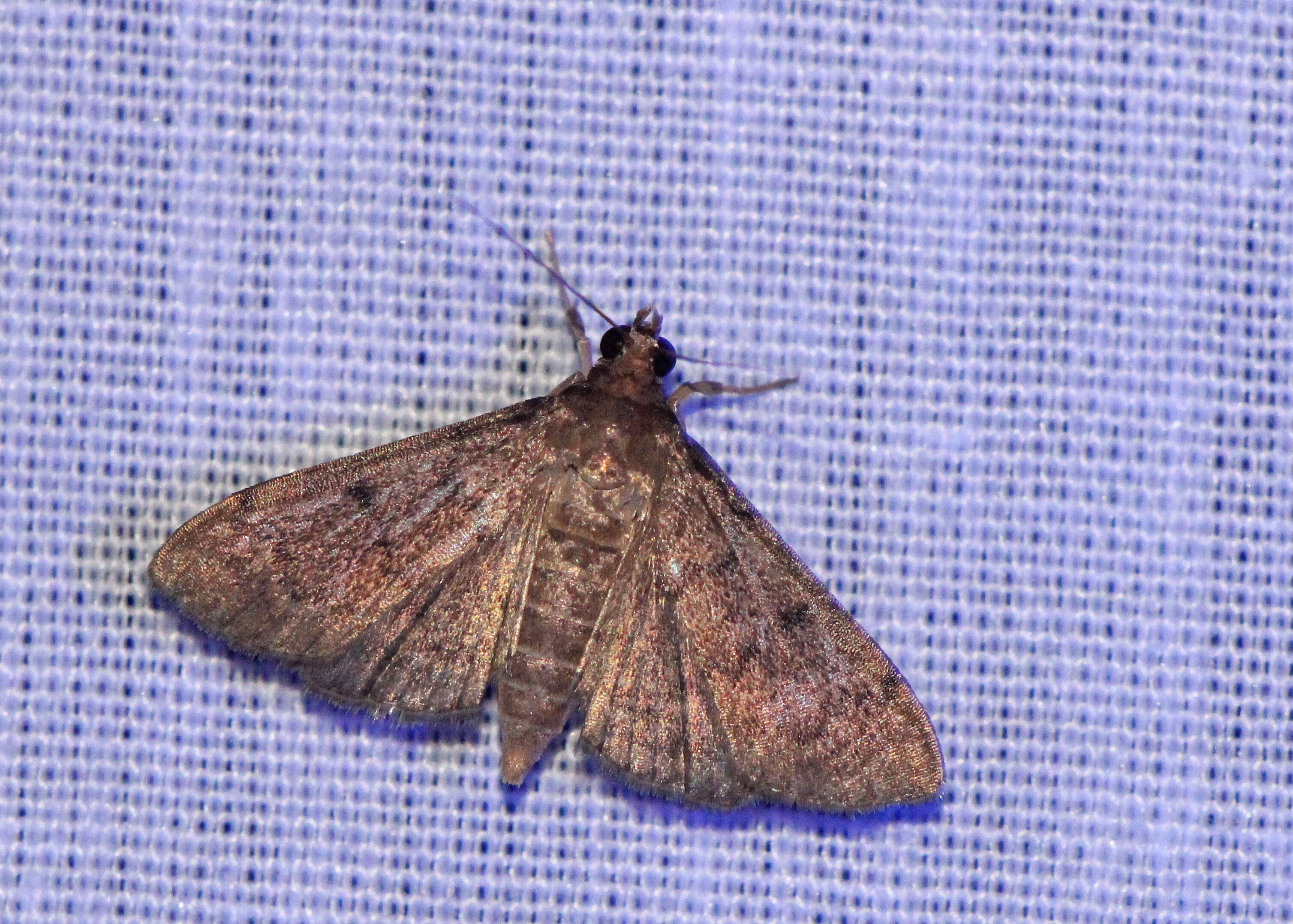 Image de Herpetogramma phaeopteralis Guenée 1854