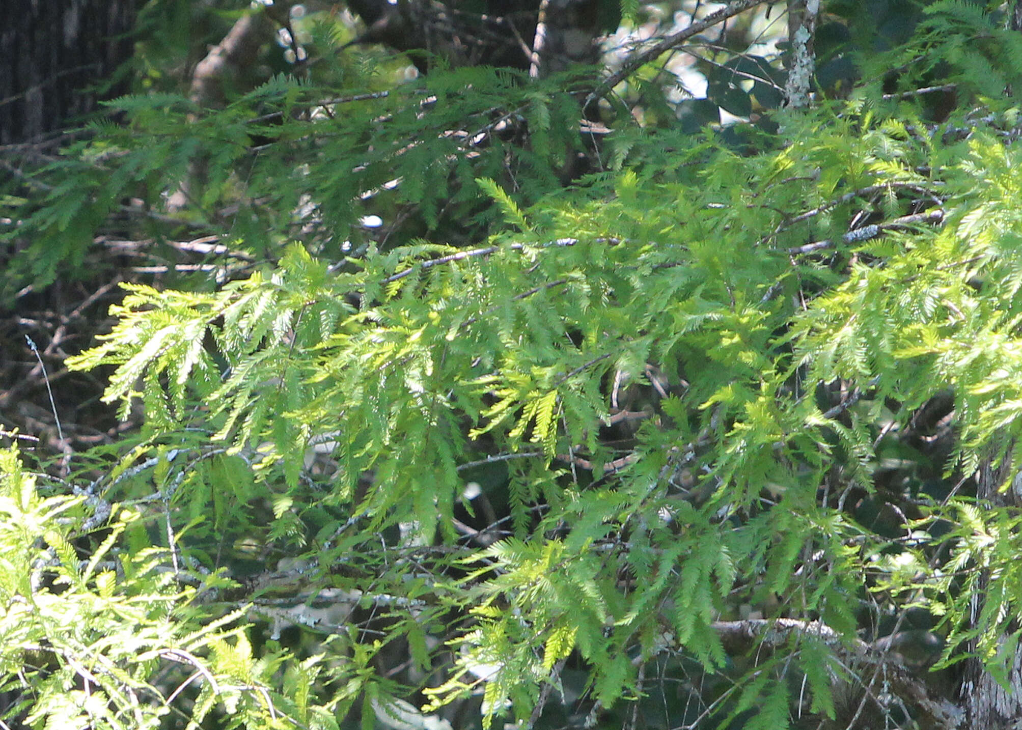 Image of Bald Cypress