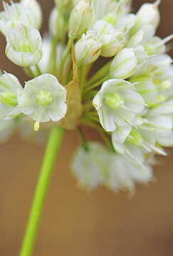 Allium stearnii Pastor & Valdés resmi