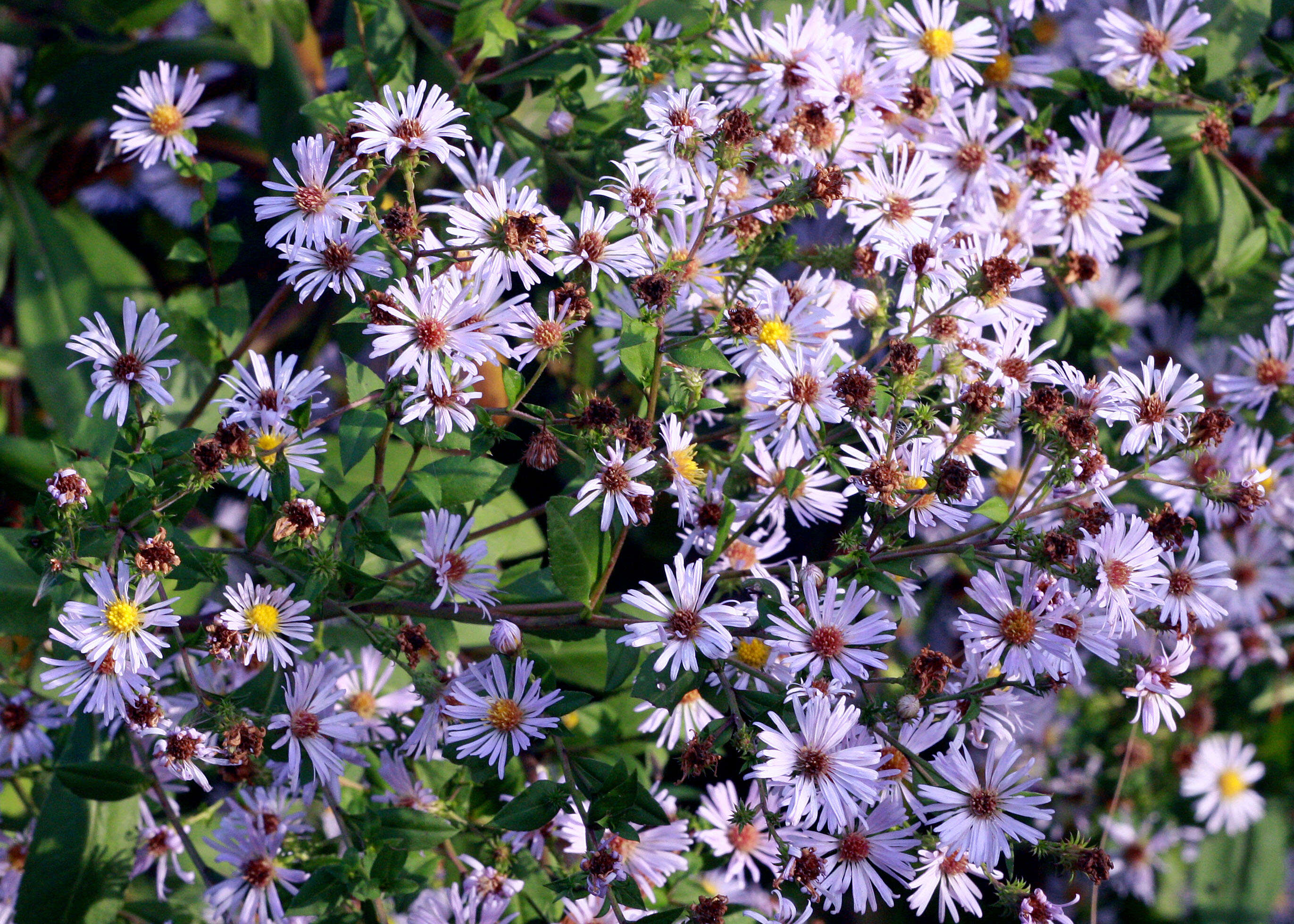 Image of Marsh American-Aster