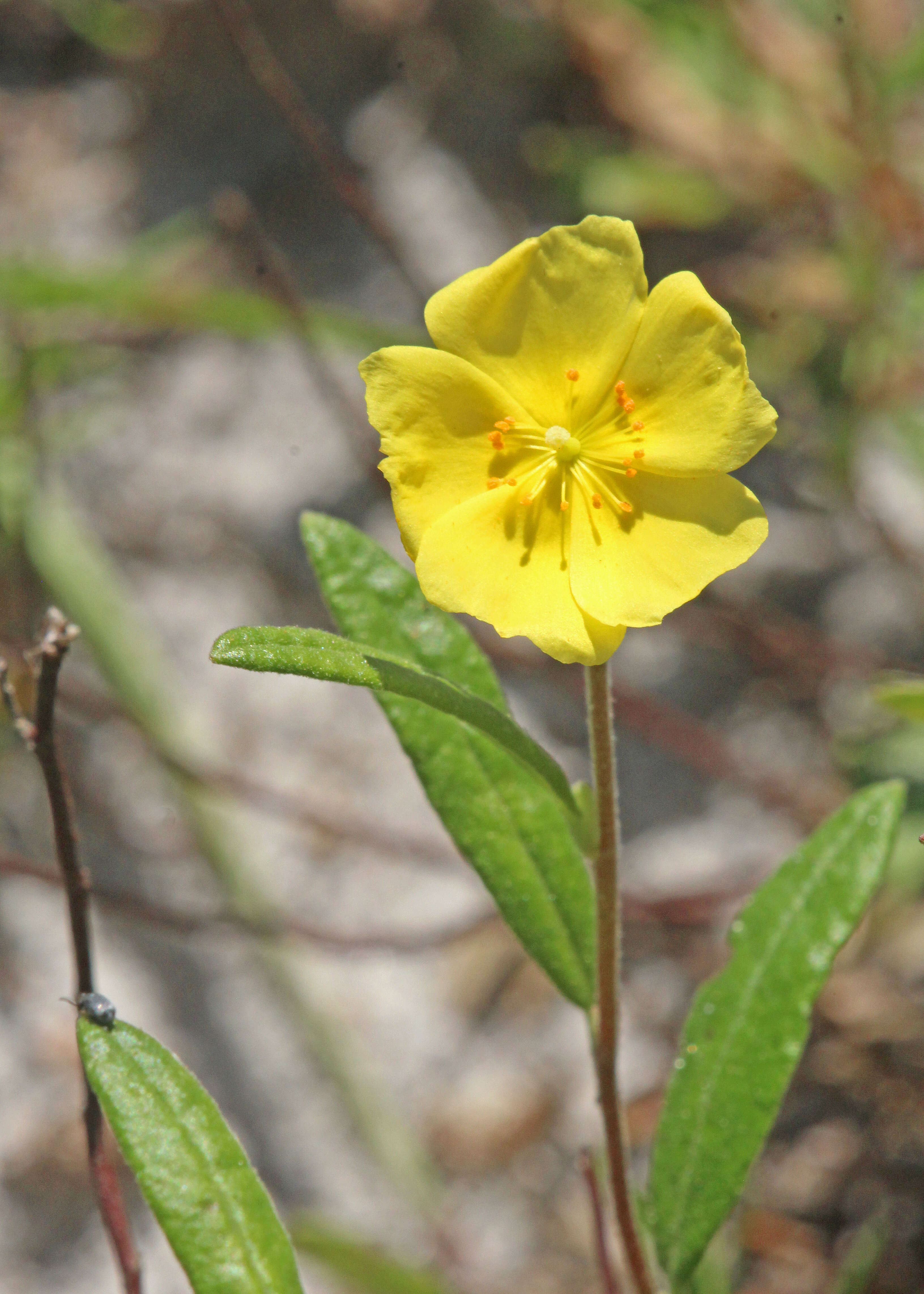 Image of pine barren frostweed