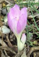 Image of Colchicum byzantinum Ker Gawl.