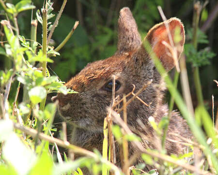 Imagem de Sylvilagus palustris (Bachman 1837)