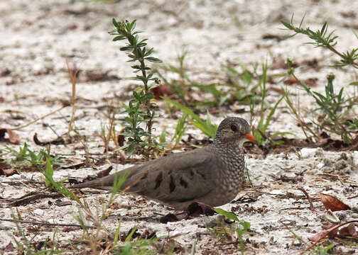 Image of Common Ground Dove